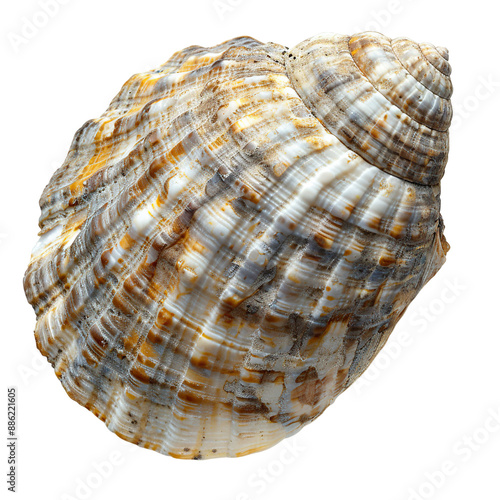 Top view of a single frog shell isolated on a white transparent background