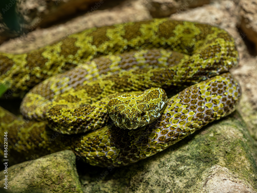 Fototapeta premium Mangshan-Viper