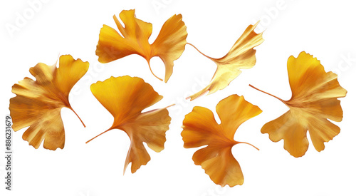 PNG Golden ginkgo leaves on white photo