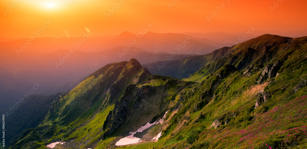 Fototapeta premium panoramic scene, blooming pink rhododendrons flowers, amazing panoramic nature scenery, Carpathian mountains, Romania, Marmarosy range