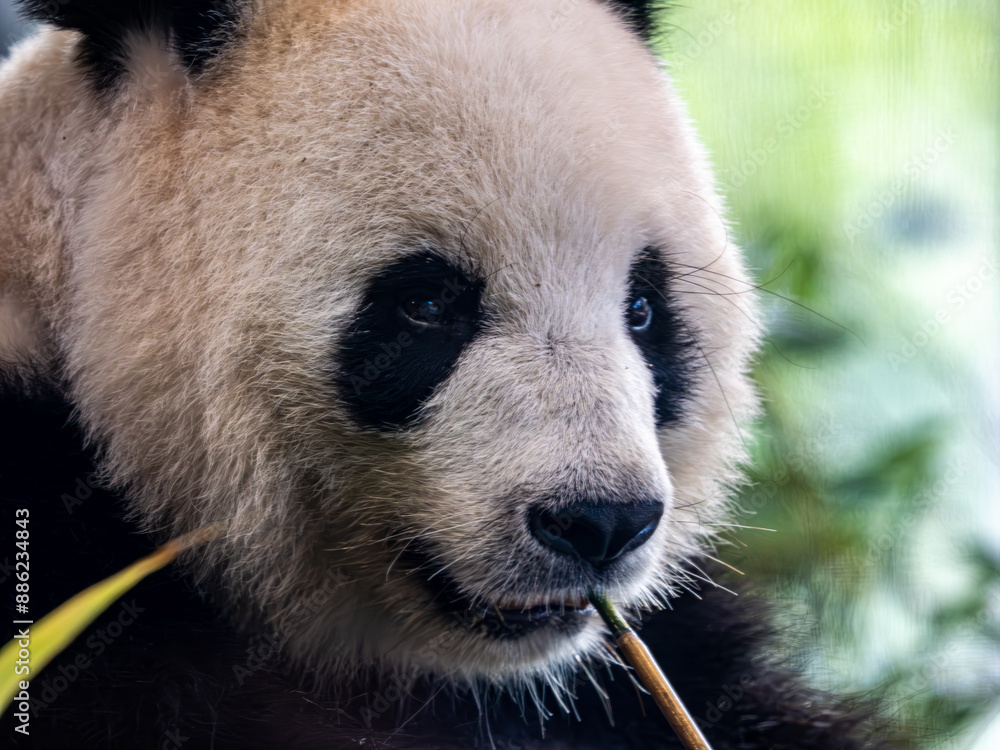 Fototapeta premium Panda