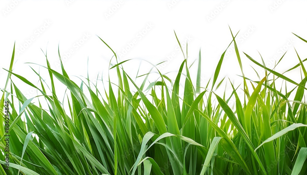 Wild grass on white background for design elements Wild grass on white background for design elements