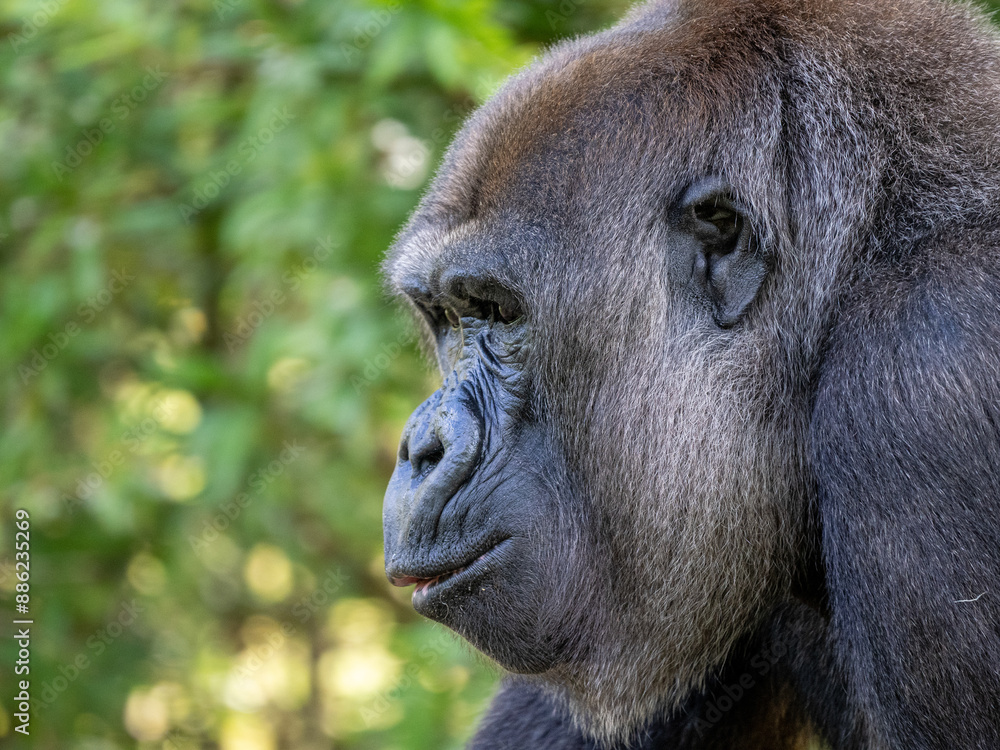 Obraz premium Gorilla