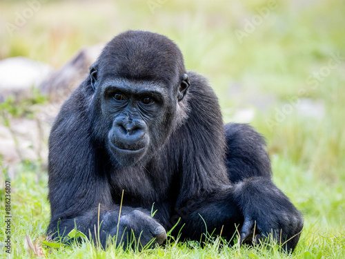 Gorilla photo