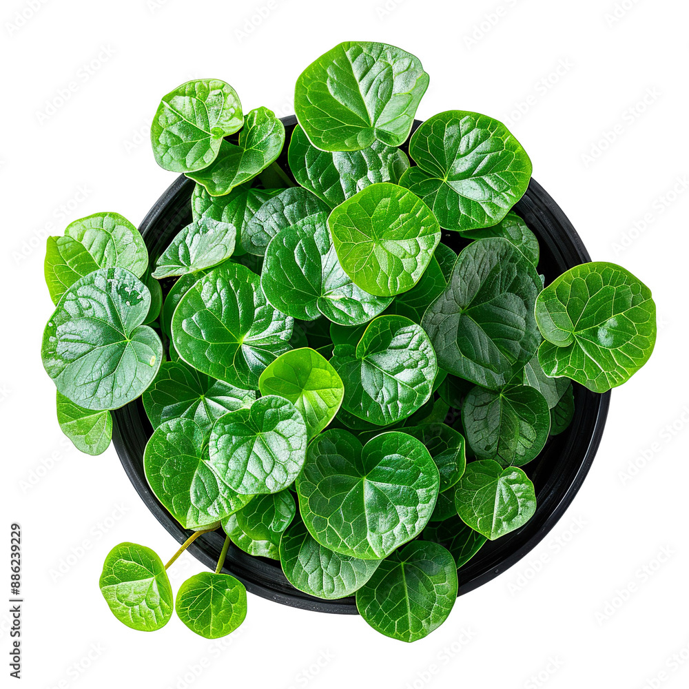 Fototapeta premium Top view of a Chinese Money Plant isolated on a white transparent background