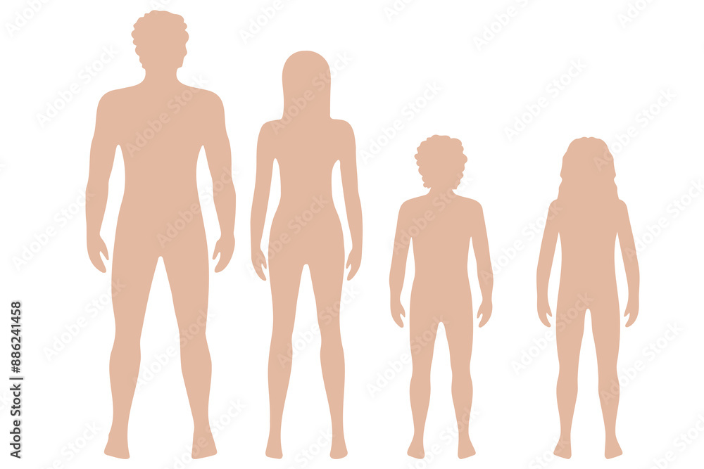 Vector illustration of full-length silhouettes of people. For study for medical and biological purposes. Picture for books, magazines and articles Vector illustration of full-length silhouettes of people. For study for medical and biological purposes. Picture for books, magazines and articles