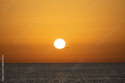 Silhouette of a seagull flying towards the sun at dawn