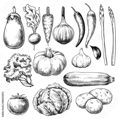 Vegetables set hand drawn vintage vector sketch drawing	