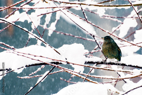 Colorful wild bird sitting on a branch during snow