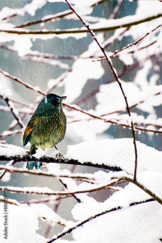Colorful wild bird sitting on a branch during snow