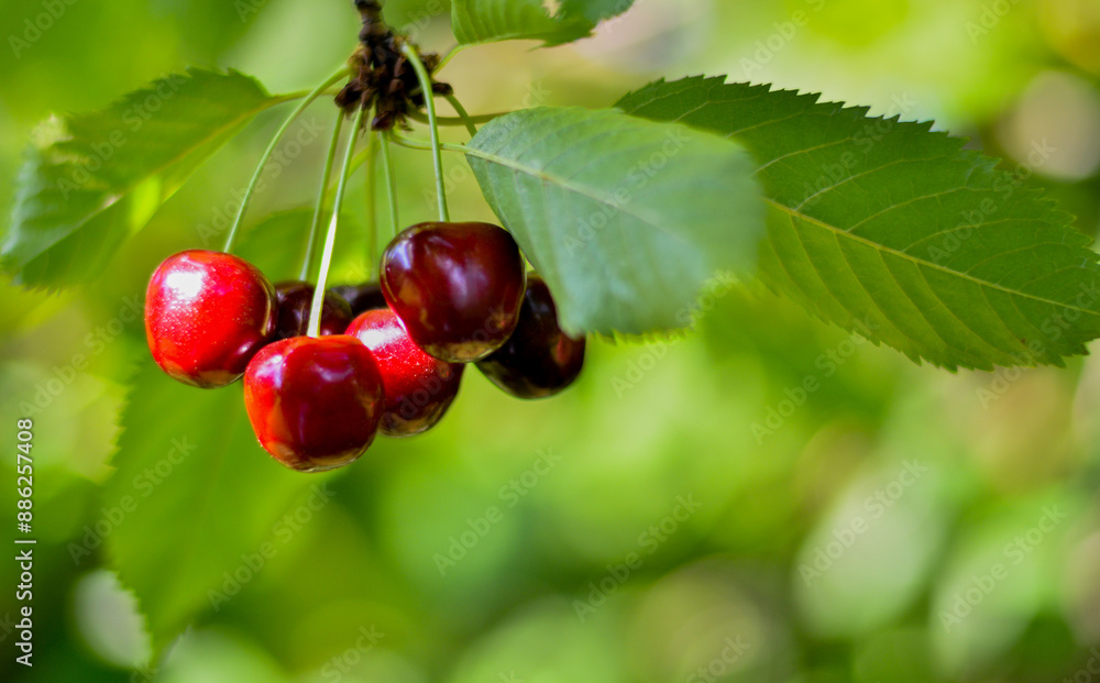 Bunch of sweet cherries close up on tree ,garden, sunny summer day Bunch of sweet cherries close up on tree ,garden, sunny summer day