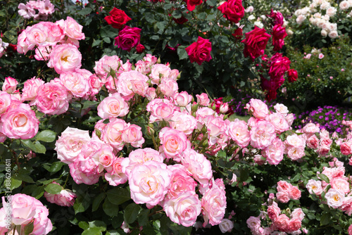 Beautiful pink-edged rose flowers blooming in a garden in Nagano.
