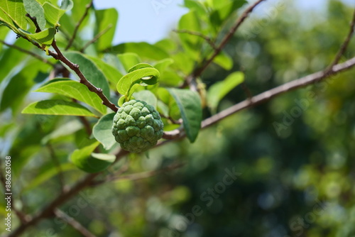 A ripe green apple hangs from a tree amidst leaves, flowers, and other fruits like berries, in a vibrant garden setting during summer