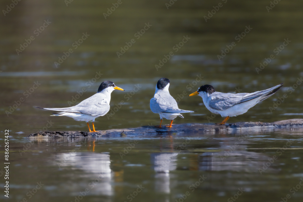 Fototapeta premium Little Tern resting on a tree branch drifting on the Loire River