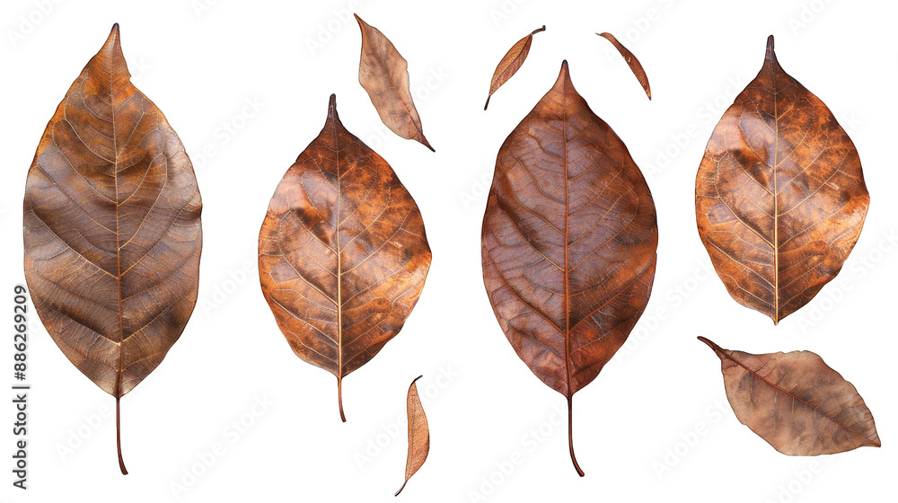 Obraz premium set of dry leaves, dead, dehydrated and discolored fallen leaves, common during fall season, transparent background or PNG file.
