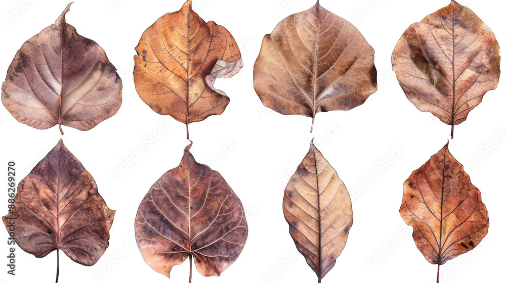 Obraz premium set of dry leaves, dead, dehydrated and discolored fallen leaves, common during fall season, transparent background or PNG file.