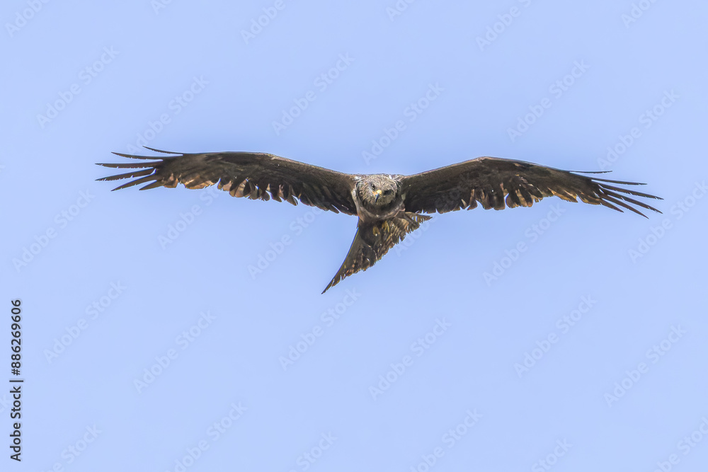 Fototapeta premium Black Kite close-up in the blue sky