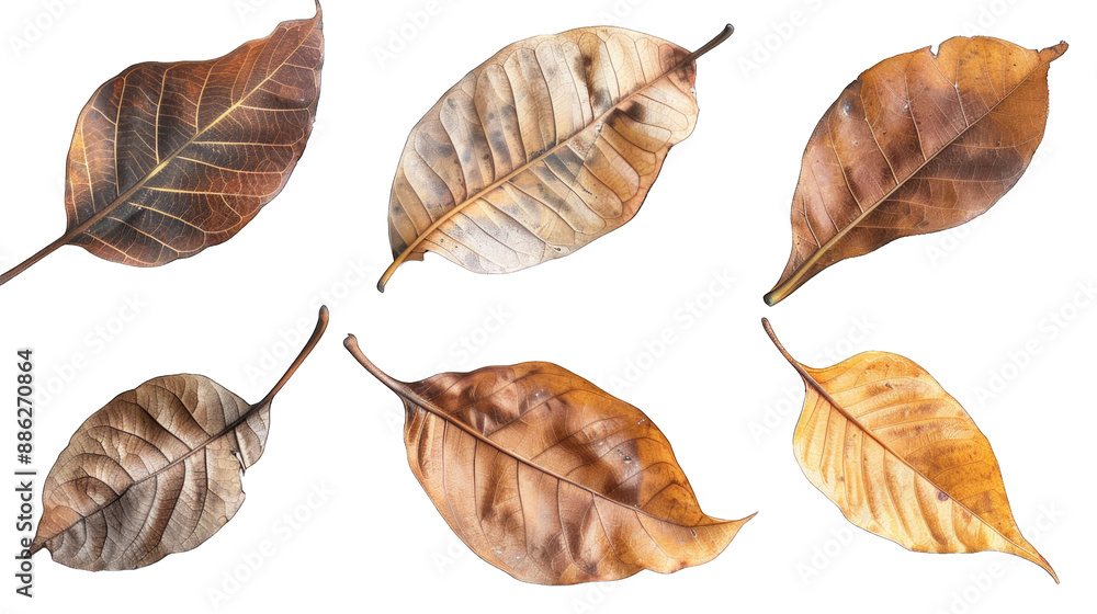 set of dry leaves, dead, dehydrated and discolored fallen leaves, common during fall season, transparent background or PNG file. set of dry leaves, dead, dehydrated and discolored fallen leaves, common during fall season, transparent background or PNG file.