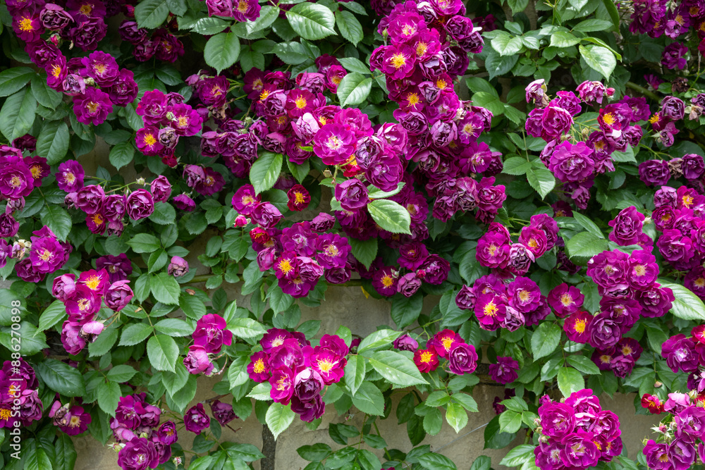 Beautiful purple-red rose flowers blooming in a garden in Nagano. Beautiful purple-red rose flowers blooming in a garden in Nagano.