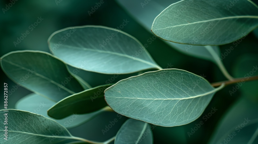 Obraz premium Close-up of green leaves with visible veins, nature green patterns background.
