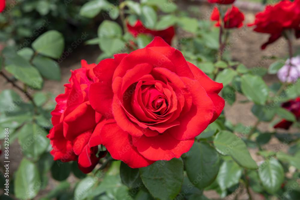 Close-up of beautiful red rose flowers blooming in a garden in Nagano. Close-up of beautiful red rose flowers blooming in a garden in Nagano.