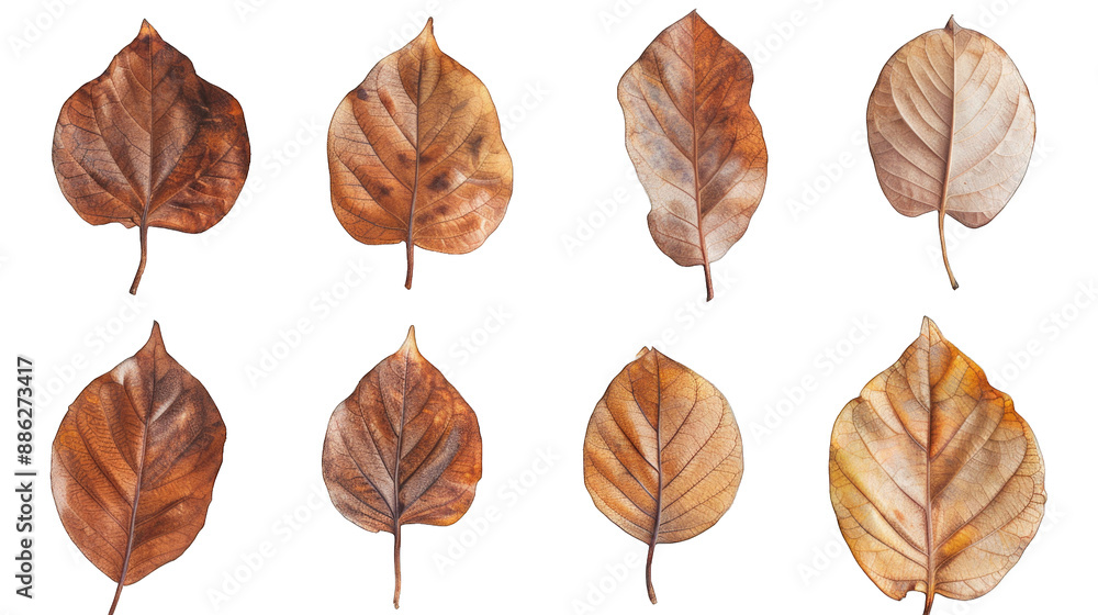 Obraz premium set of dry leaves, dead, dehydrated and discolored fallen leaves, common during fall season, transparent background or PNG file.
