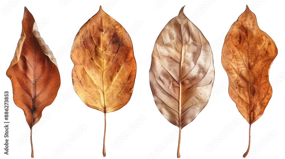 Obraz premium set of dry leaves, dead, dehydrated and discolored fallen leaves, common during fall season, transparent background or PNG file.