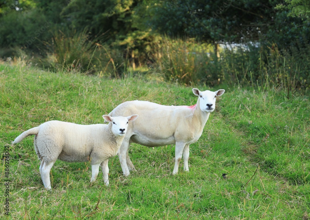 Obraz premium Sheep: Cheviot breed ewe and lamb standing in field on farmland in rural Ireland in summertime