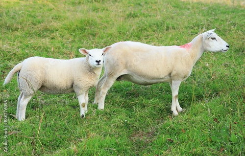 Sheep: Cheviot breed ewe and lamb standing in field.on farmland in rural Ireland in summertime photo