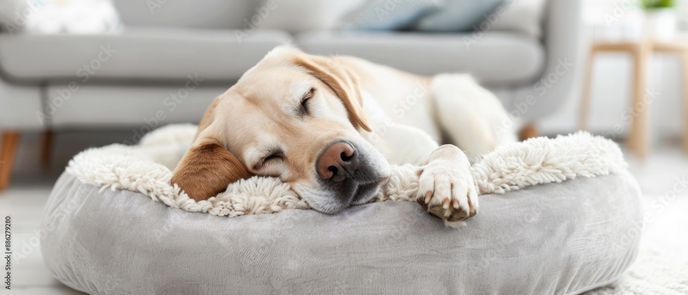 Obraz premium A dog relaxes in a cozy bed at its new home, post-adoption bliss.