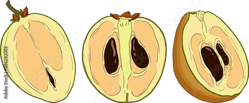 Chiku elements. Sapodilla naseberry pouteria colored fruits. Vector botanical design of exotic tropical fruit