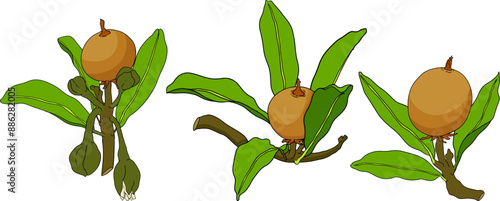Chiku elements. Sapodilla naseberry pouteria colored fruits. Vector botanical design of exotic tropical fruit