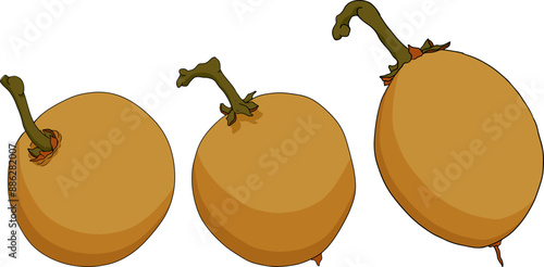 Chiku elements. Sapodilla naseberry pouteria colored fruits. Vector botanical design of exotic tropical fruit