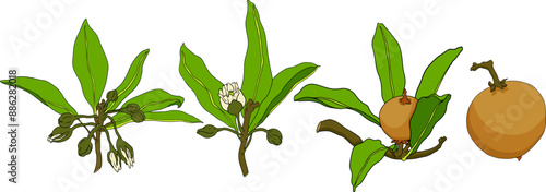 Chiku elements. Sapodilla naseberry pouteria colored fruits. Vector botanical design of exotic tropical fruit