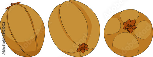 Chiku elements. Sapodilla naseberry pouteria colored fruits. Vector botanical design of exotic tropical fruit