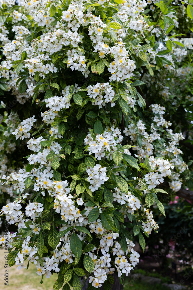 Beautiful white landscaping roses flower blooming in the garden in Nagano. Beautiful white landscaping roses flower blooming in the garden in Nagano.