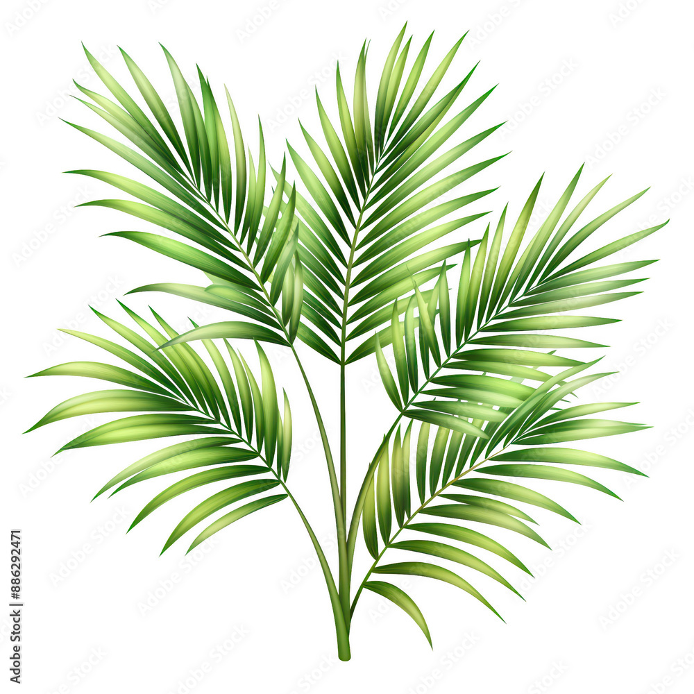 Green palm leaves isolated on white background, tropical plant image perfect for summer, nature, and garden-themed projects. Green palm leaves isolated on white background, tropical plant image perfect for summer, nature, and garden-themed projects.