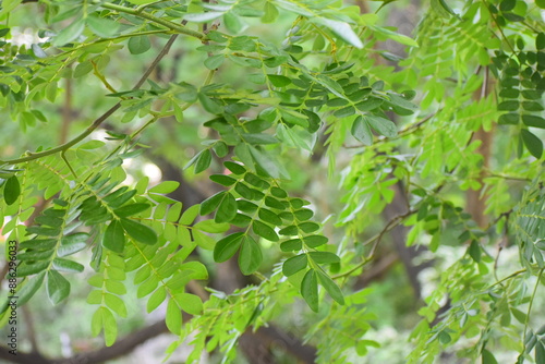 close up of leaves