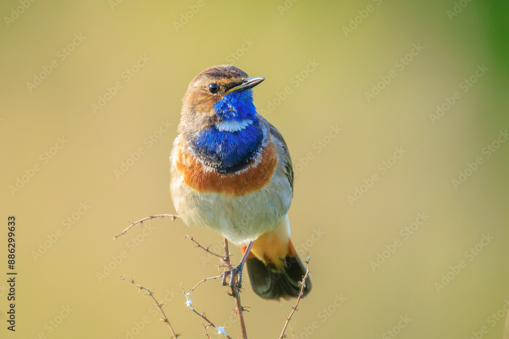 Obraz premium Closeup of a blue-throat male bird Luscinia svecica cyanecula singing
