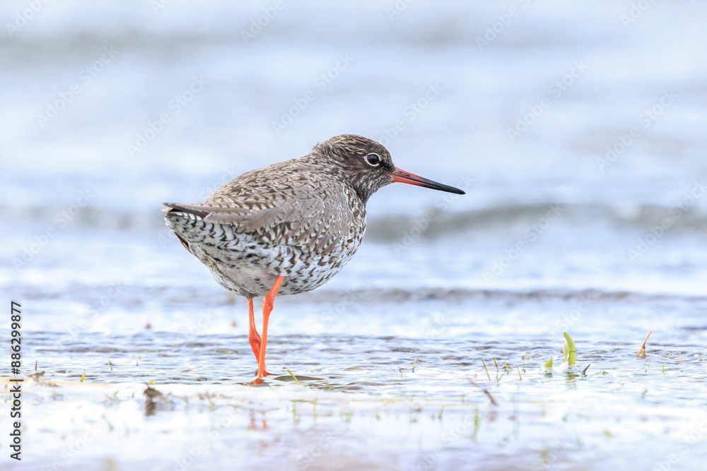 common redshank tringa totanus wading bird common redshank tringa totanus wading bird