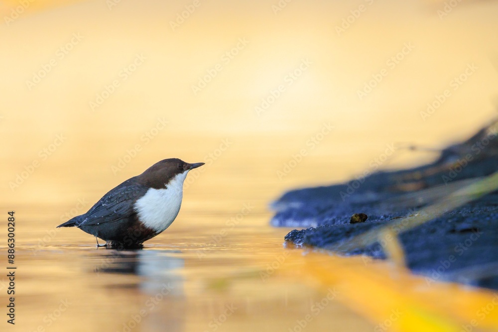 Northern white-throated dipper, cinclus cinclus cinclus, foraging in water