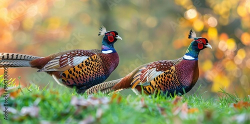 Two Colorful Pheasants in Autumnal Meadow