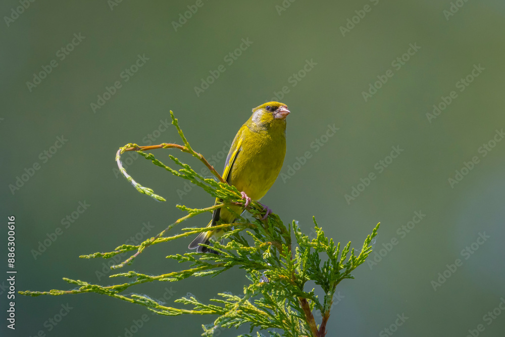 Greenfinch male Chloris chloris bird singing Greenfinch male Chloris chloris bird singing