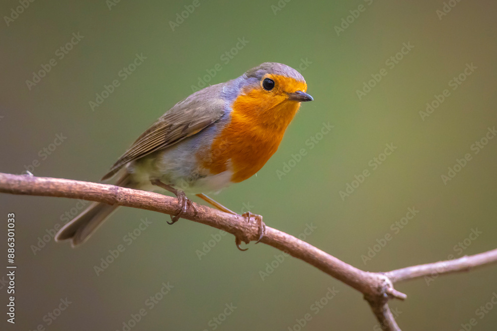 European robin Erithacus rubecula foraging in a forest European robin Erithacus rubecula foraging in a forest