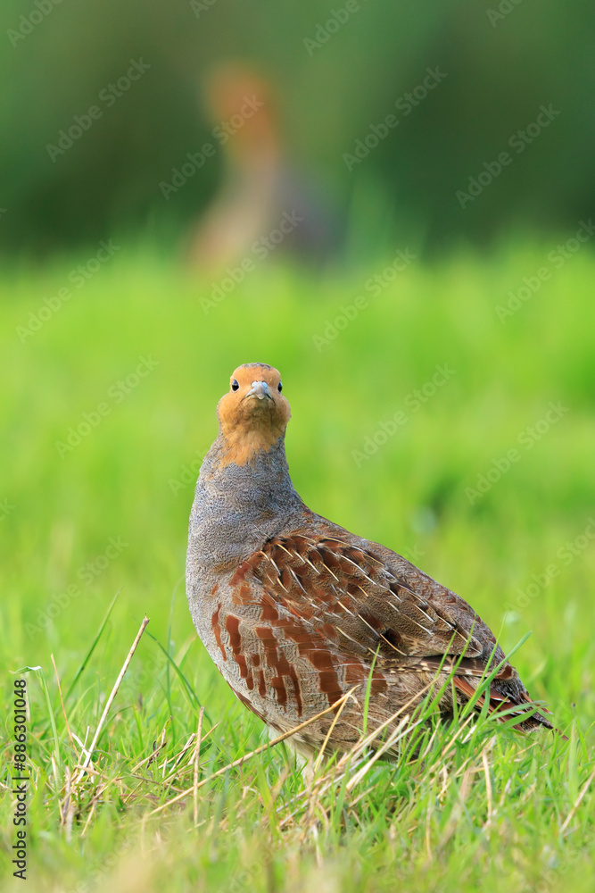 Grey partridge Perdix perdix, foraging Grey partridge Perdix perdix, foraging