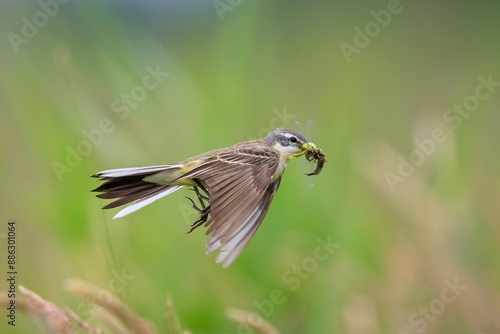 Western yellow wagtail female bird Motacilla flava hunting for prey