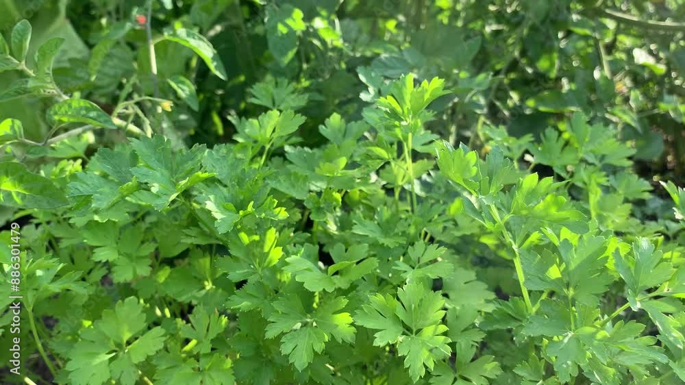 Garden bed with green parsley bushes green leaves. Close up. Summer time. Healthly food. Household farming, gardening. For video presentation, advertising. Garden bed with green parsley bushes green leaves. Close up. Summer time. Healthly food. Household farming, gardening. For video presentation, advertising.