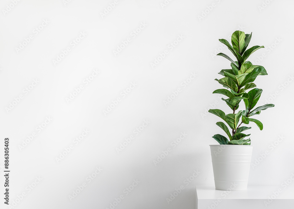 Fototapeta premium Home plant Ficus Lyrata or Fiddle Fig isolated on light background, minimal modern interior with copy space