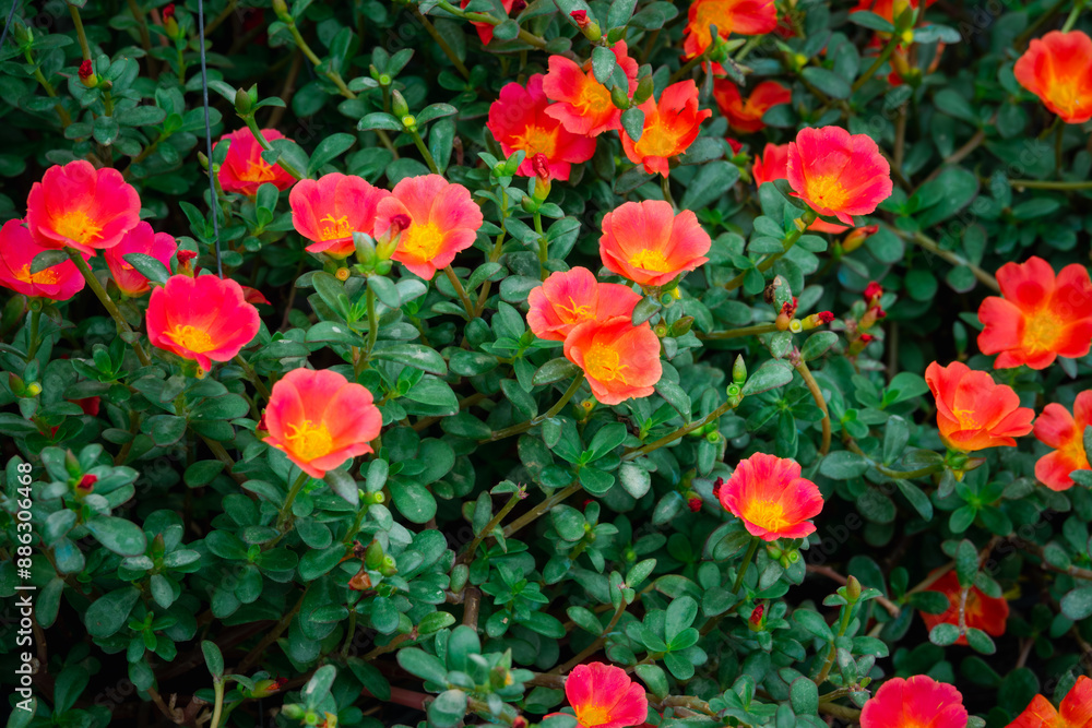 Fototapeta premium A bunch of red and orange flowers are in a garden. The flowers are in full bloom and are very bright