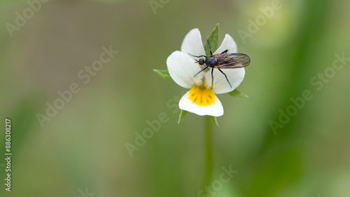 Bibio marci. bibionidae on the flower. A fat-legged mosquito sits on a wild wild flower. blood-sucking pest. insect, macro photography. wild nature. photo